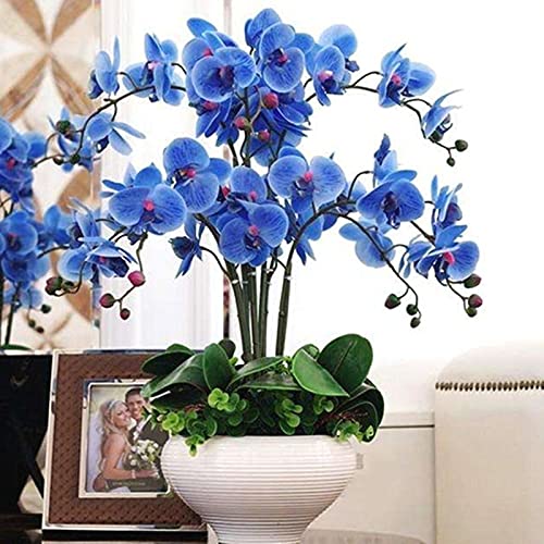 50 Stück Orchideen Samen, Phalaenopsis Samen für Garten und Balkon,Ideale Garten Pflanzen, Balkon Pflanzen (Blau Phalaenopsis Samen) von Remorui