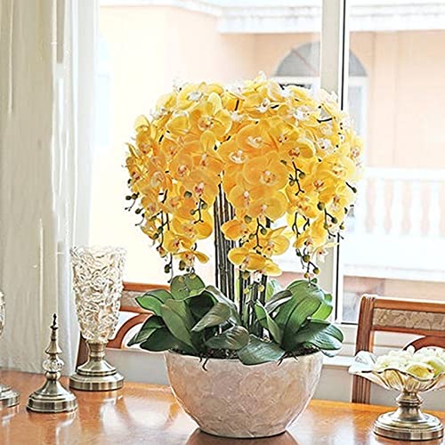 50 Stück Orchideen Samen, Phalaenopsis Samen für Garten und Balkon,Ideale Garten Pflanzen, Balkon Pflanzen (Gelb Phalaenopsis Samen) von Remorui