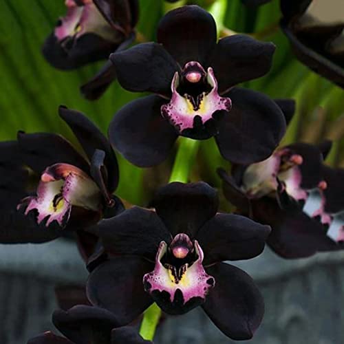 50 Stück Orchideen Samen, Phalaenopsis Samen für Garten und Balkon,Ideale Garten Pflanzen, Balkon Pflanzen (Schwarz Phalaenopsis Samen) von Remorui