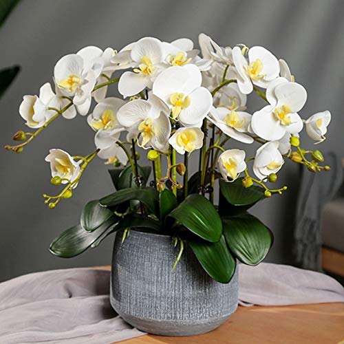 50 Stück Orchideen Samen, Phalaenopsis Samen für Garten und Balkon,Ideale Garten Pflanzen, Balkon Pflanzen (Weiß Phalaenopsis Samen) von Remorui