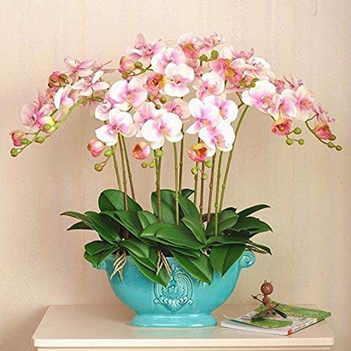 50 Stück Orchideen Samen, Phalaenopsis Samen für Garten und Balkon,Ideale Garten Pflanzen, Balkon Pflanzen (Weiß Rosa Phalaenopsis Samen) von Remorui