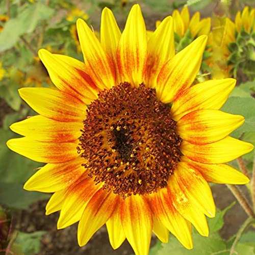 50 Stück Sonnenblumen Samen, Sonnenblumenkerne für Garten und Balkon,Ideale Garten Pflanzen, Balkon Pflanzen (Gelb) von Remorui