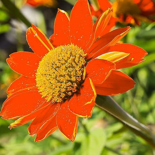 50 Stück Sonnenblumen Samen, Sonnenblumenkerne für Garten und Balkon,Ideale Garten Pflanzen, Balkon Pflanzen (Orange) von Remorui