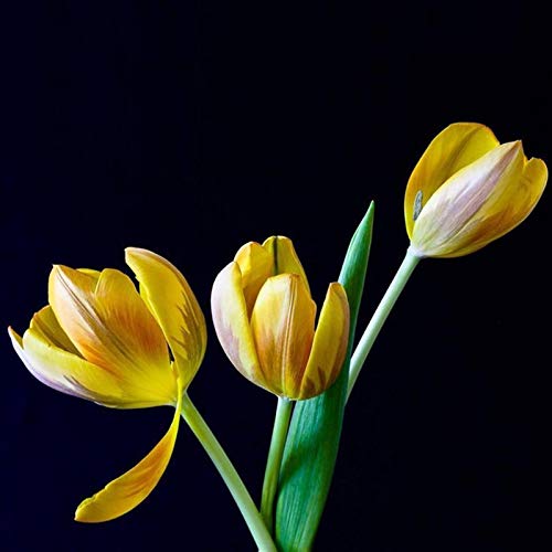 50 Stück Tulpenzwiebeln Winterhart Mehrjährig, Tulpen Samen für Garten und Balkon, Tulpen Pflanzen, Garten Blumen, Ideale Garten Pflanzen, Balkon Pflanzen, 50Pcs Tulip Seeds (Gelb) von Remorui