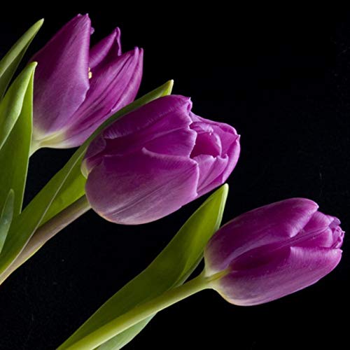 50 Stück Tulpenzwiebeln Winterhart Mehrjährig, Tulpen Samen für Garten und Balkon, Tulpen Pflanzen, Garten Blumen, Ideale Garten Pflanzen, Balkon Pflanzen, 50Pcs Tulip Seeds (Lila) von Remorui