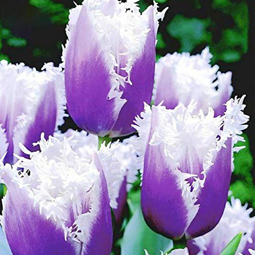 50 Stück Tulpenzwiebeln Winterhart Mehrjährig, Tulpen Samen für Garten und Balkon, Tulpen Pflanzen, Garten Blumen, Ideale Garten Pflanzen, Balkon Pflanzen, 50Pcs Tulip Seeds (Lila & Weiß) von Remorui