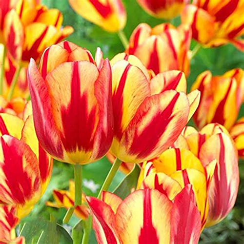 50 Stück Tulpenzwiebeln Winterhart Mehrjährig, Tulpen Samen für Garten und Balkon, Tulpen Pflanzen, Garten Blumen, Ideale Garten Pflanzen, Balkon Pflanzen, 50Pcs Tulip Seeds (Orange & Rot) von Remorui