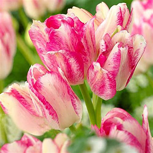 50 Stück Tulpenzwiebeln Winterhart Mehrjährig, Tulpen Samen für Garten und Balkon, Tulpen Pflanzen, Garten Blumen, Ideale Garten Pflanzen, Balkon Pflanzen, 50Pcs Tulip Seeds (Rosa & Weiß) von Remorui