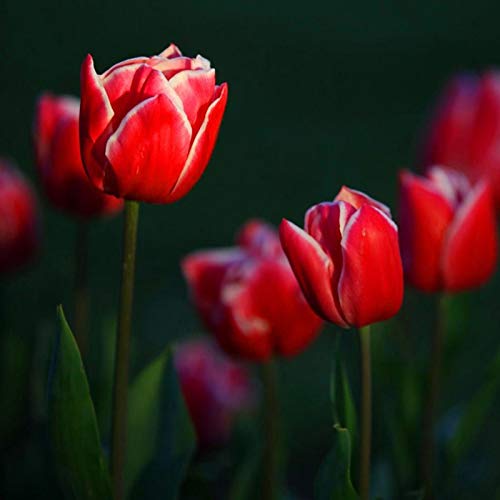 50 Stück Tulpenzwiebeln Winterhart Mehrjährig, Tulpen Samen für Garten und Balkon, Tulpen Pflanzen, Garten Blumen, Ideale Garten Pflanzen, Balkon Pflanzen, 50Pcs Tulip Seeds (Rot) von Remorui