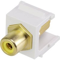 Renkforce RF-KS-RCAFG Cinch-Einbaumodul Keystone von Renkforce
