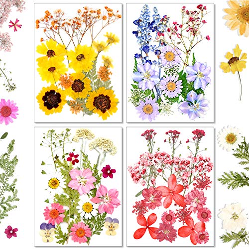 Reofrey 70 Stück Echte Getrocknete Gepresste Blumen, Natürliche Gänseblümchen Gepresste Echte Blumen Gemischt Mehrere Trockene Blumen Und Blätter Set Für DIY Kerze Dekoration Harz Schmuck Handwerk von Reofrey