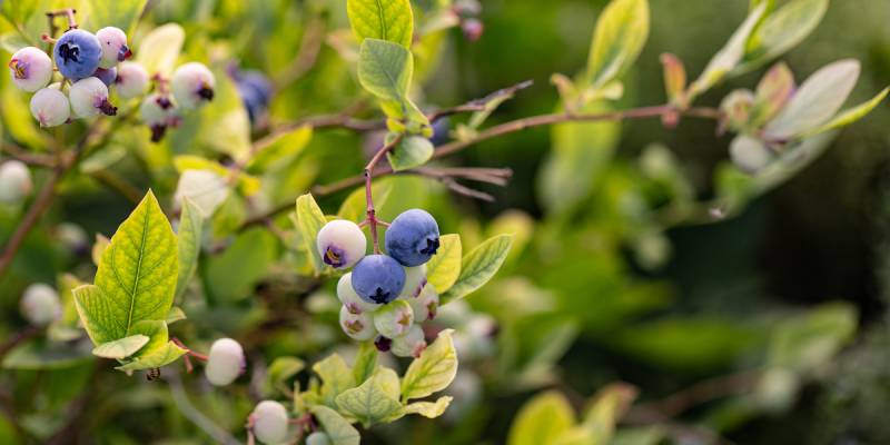 Muffin-Blaubeere Masa von Restberry
