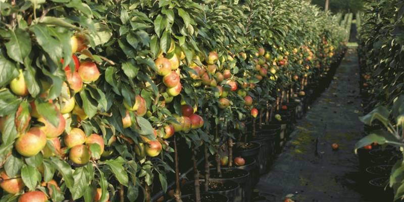 Säulenapfel Bara 60-100 cm von Restberry
