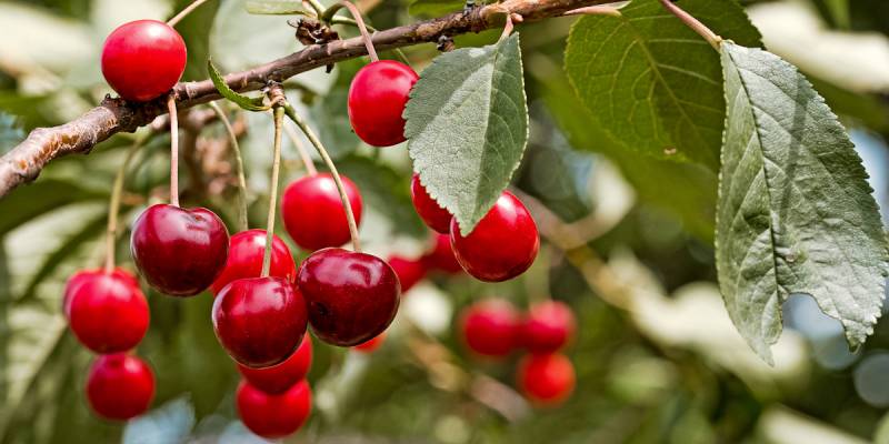 Sauerkirsche Fumiko von Restberry