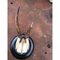 Geweih, Gehörn, Jagd, Hirsch Reh Wald Tiere Trophäe von RetroRauschen