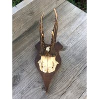 Geweih, Gehörn, Jagd, Hirsch Reh Wald Tiere Trophäe von RetroRauschen
