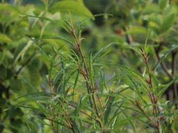 Farnblättriger Faulbaum 'Asplenifolia', 30-40 cm, Rhamnus frangula 'Asplenifolia', Containerware von Rhamnus frangula 'Asplenifolia'