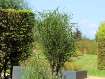 Farnblättriges Pulverholz 'Fine Line' ®, 100-125 cm, Rhamnus frangula 'Fine Line' ®, Containerware XXL von Rhamnus frangula 'Fine Line' ®
