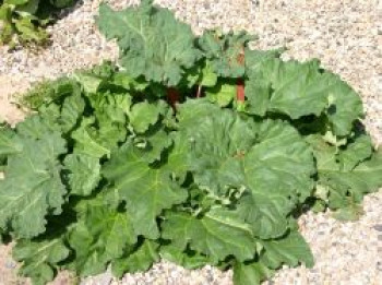Rhabarber 'Holsteiner Blut', Rheum rhabarbarum 'Holsteiner Blut', Containerware von Rheum rhabarbarum 'Holsteiner Blut'