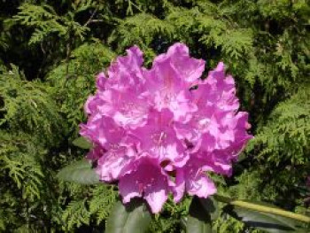 Rhododendron Hybride 'English Roseum', 30-40 cm, Rhododendron 'English Roseum', Containerware Rhododendron Hybride 'English Roseum', 30-40 cm, Rhododendron 'English Roseum', Containerware von Rhododendron 'English Roseum'