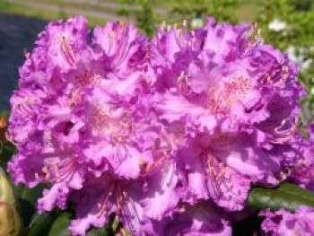 Rhododendron 'Alfred', 30-40 cm, Rhododendron Hybride 'Alfred', Containerware von Rhododendron Hybride 'Alfred'