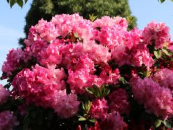 Rhododendron 'Anastasia' ®, 30-40 cm, Rhododendron Hybride 'Anastasia' ®, Containerware von Rhododendron Hybride 'Anastasia' ®