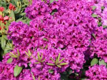 Rhododendron 'Azurro', 50-60 cm, Rhododendron Hybride 'Azurro', Containerware Rhododendron 'Azurro', 50-60 cm, Rhododendron Hybride 'Azurro', Containerware von Rhododendron Hybride 'Azurro'