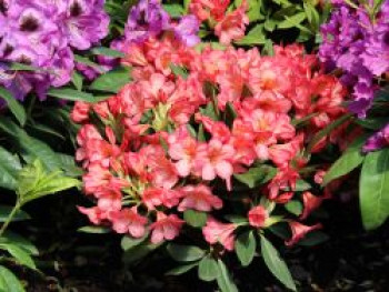 Rhododendron 'Balalaika', 30-40 cm, Rhododendron Hybride 'Balalaika', Containerware von Rhododendron Hybride 'Balalaika'