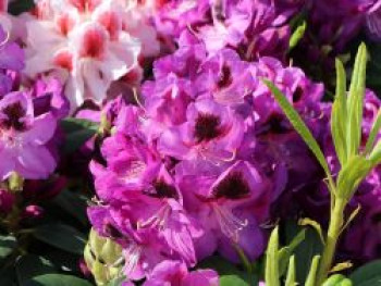 Rhododendron 'Bariton', 40-50 cm, Rhododendron Hybride 'Bariton', Containerware von Rhododendron Hybride 'Bariton'
