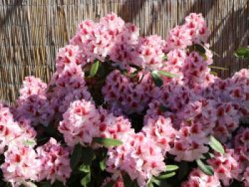 Rhododendron 'Belami' ®, 40-50 cm, Rhododendron Hybride 'Belami'  ®, Containerware von Rhododendron Hybride 'Belami'  ®
