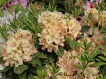Rhododendron 'Belkanto', 30-40 cm, Rhododendron Hybride 'Belkanto', Containerware von Rhododendron Hybride 'Belkanto'