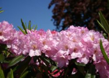 Rhododendron 'Bellefontaine', 50-60 cm, Rhododendron Hybride 'Bellefontaine', Containerware von Rhododendron Hybride 'Bellefontaine'