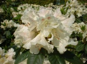 Rhododendron 'Bellini', 30-40 cm, Rhododendron Hybride 'Bellini', Containerware von Rhododendron Hybride 'Bellini'