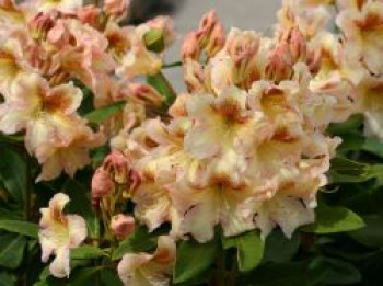 Rhododendron 'Bernstein', 30-40 cm, Rhododendron Hybride 'Bernstein', Containerware von Rhododendron Hybride 'Bernstein'