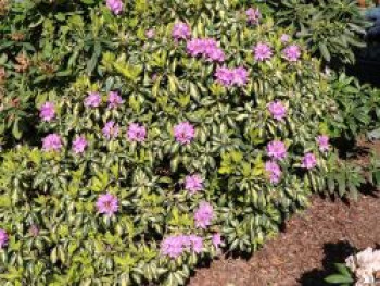 Rhododendron 'Blattgold', 30-40 cm, Rhododendron Hybride 'Blattgold', Containerware von Rhododendron Hybride 'Blattgold'