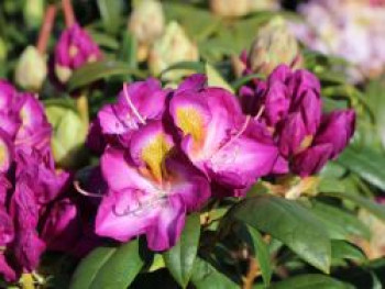 Rhododendron 'Bluebell', 40-50 cm, Rhododendron Hybride 'Bluebell', Containerware von Rhododendron Hybride 'Bluebell'