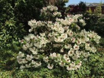 Rhododendron 'Blueshine Girl', 30-40 cm, Rhododendron Hybride 'Blueshine Girl', Containerware von Rhododendron Hybride 'Blueshine Girl'