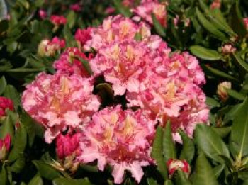 Rhododendron 'Brasilia', 30-40 cm, Rhododendron Hybride 'Brasilia', Containerware von Rhododendron Hybride 'Brasilia'
