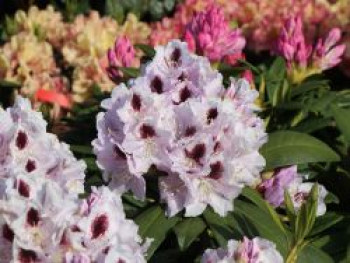 Rhododendron 'Calsap', 30-40 cm, Rhododendron Hybride 'Calsap', Containerware von Rhododendron Hybride 'Calsap'