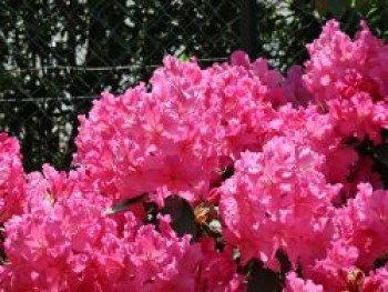 Rhododendron 'Caruso' ®, 40-60 cm, Rhododendron Hybride 'Caruso' ®, Containerware von Rhododendron Hybride 'Caruso' ®