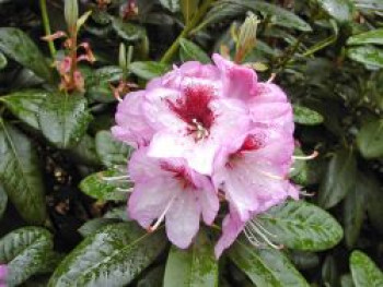 Rhododendron 'Cassata', 30-40 cm, Rhododendron Hybride 'Cassata', Containerware von Rhododendron Hybride 'Cassata'