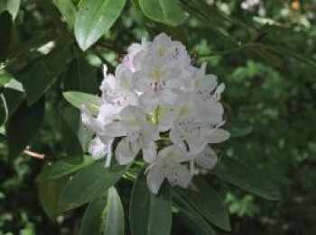 Rhododendron 'Catawbiense Album', 30-40 cm, Rhododendron-Hybride 'Catawbiense Album', Containerware von Rhododendron-Hybride 'Catawbiense Album'