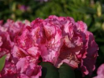 Rhododendron 'Constanze', 30-40 cm, Rhododendron Hybride 'Constanze', Containerware von Rhododendron Hybride 'Constanze'