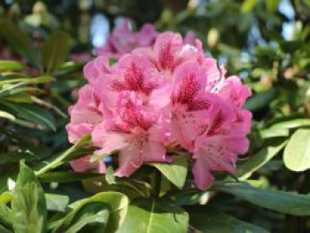 Rhododendron-Hybride 'Cosmopolitan', 30-40 cm, Rhododendron Hybride 'Cosmopolitan', Containerware von Rhododendron Hybride 'Cosmopolitan'