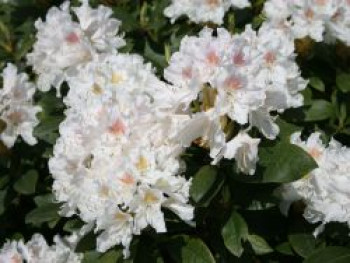 Rhododendron 'Cunningham's White', 40-50 cm, Rhododendron Hybride 'Cunningham's White', Containerware von Rhododendron Hybride 'Cunningham's White'