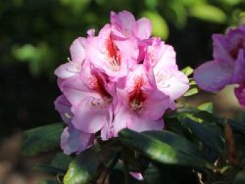 Rhododendron 'Diadem', 30-40 cm, Rhododendron Hybride 'Diadem', Containerware von Rhododendron Hybride 'Diadem'