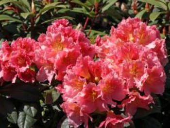 Rhododendron 'Dolcemente', 30-40 cm, Rhododendron Hybride 'Dolcemente', Containerware von Rhododendron Hybride 'Dolcemente'
