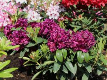 Rhododendron 'Dramatic Dark' ®, 30-40 cm, Rhododendron Hybride 'Dramatic Dark' ®, Containerware von Rhododendron Hybride 'Dramatic Dark' ®