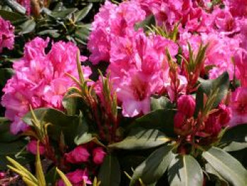 Rhododendron 'Duke of York', 30-40 cm, Rhododendron Hybride 'Duke of York', Containerware von Rhododendron Hybride 'Duke of York'