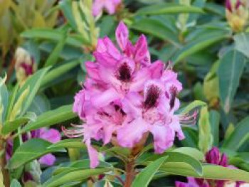 Rhododendron 'Durantik', 50-60 cm, Rhododendron Hybride 'Durantik', Containerware von Rhododendron Hybride 'Durantik'